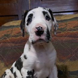 Casanova - Brindlequin Male - Great Dane puppy from Quarter Creek Danes