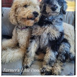Goldendoodle All Grown Up from Brandi Treadway