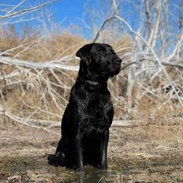 Dilute Retrievers and Labrador Retrievers from Nebraska Strong Labradors