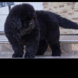 Newfoundlands from Timber’s Watch