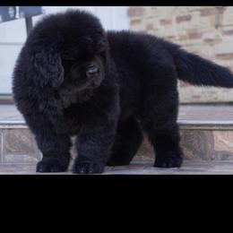 Newfoundlands from Timber’s Watch