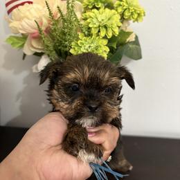 Blue - Black and tan male Shorkie puppy in Albemarle, North Carolina from Wilson Kennel