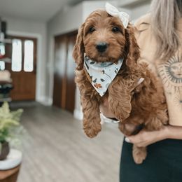 Bernedoodle, Goldendoodle, and Sheepadoodle Puppies from High Desert Doodles