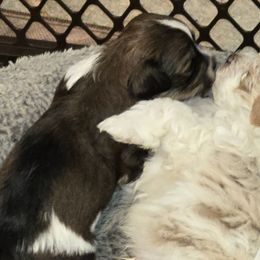 Havanese from GoldDust Havanse