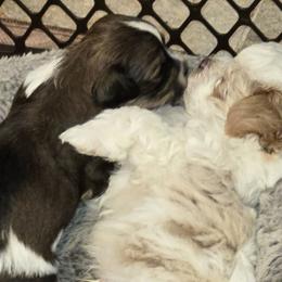 Havanese from GoldDust Havanse