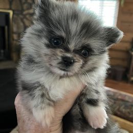 Girl 3 - Blue merle Pomeranian puppy in Boaz, Alabama from Moody’s Poms