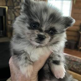 Girl 3 - Blue merle Pomeranian puppy in Boaz, Alabama from Moody’s Poms