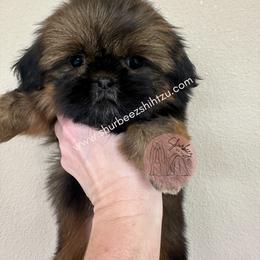 Shih Tzu Puppies from Shurbeez Shih Tzu
