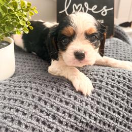 Sweet Heart Candy - Tri-color female Cavalier King Charles Spaniel puppy in Tolleson, Arizona from Pixie Dust Cavaliers