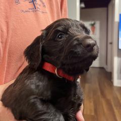 Mr Red - Liver male Boykin Spaniel puppy in Stapleton, Alabama from Taensas Boykins