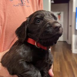 Mr Red - Liver male Boykin Spaniel puppy in Stapleton, Alabama from Taensas Boykins