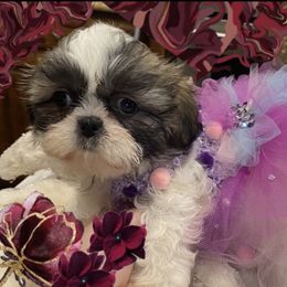 Grace - Chocolate and tan female Shih Tzu puppy in Frisco, Texas from My Royal Shih Tzu⚜️