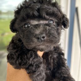 Misa - Silver female Poodle puppy in Hilo, Hawaii from Premium Teacup Puppy of Hawaii