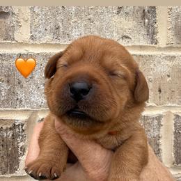 Orange collar - Yellow female Labrador Retriever puppy in Clinton, Tennessee from Summer Rose