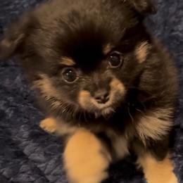 Zuko - Black and tan male Companion Cross puppy in Jackson, New Jersey from Peapod Pomeranians