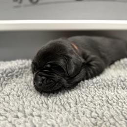 Red - Black male Labrador Retriever puppy in Derby, Kansas from Wheatland Retrievers