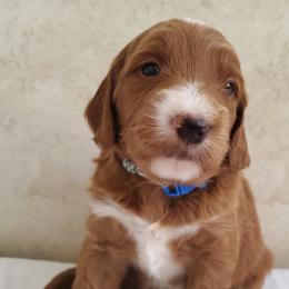Goldendoodle Puppies from Golden Law Kennels
