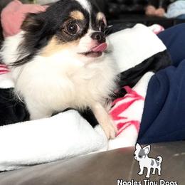 Skeeter Valentine - Chihuahua