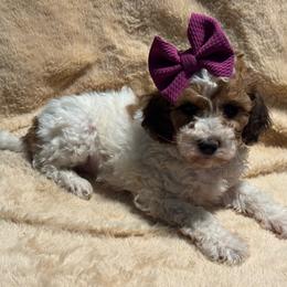 Pixie - Parti female Goldendoodle puppy in Lancaster, Kentucky from Dream Paws Puppies, LLC