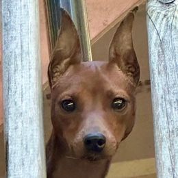 Rory - Miniature Pinscher