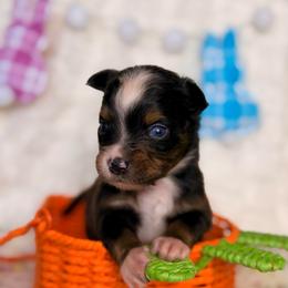 Clover - Black tri male Miniature Australian Shepherd puppy in Buchanan, Georgia from Stanleyville Farm Mini Aussies