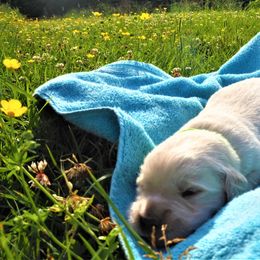 Goldendoodle and Golden Retriever Puppies from Golden Puppies USA