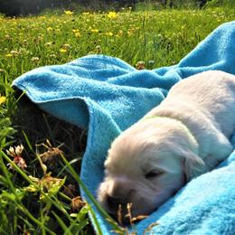 Goldendoodle and Golden Retriever Puppies from Golden Puppies USA