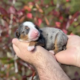 Spring - female Australian Mountain Doodle puppy in Oregon from Blue Skye Doodles