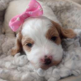 Lilly - Cream female Cockapoo puppy in Garden City, Idaho from Janet's Cockapoos