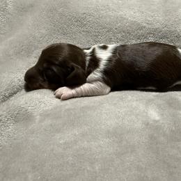 Chocolate piebald - Chocolate and tan male Dachshund puppy in Mount Vernon, Ohio from Double A Dachshunds