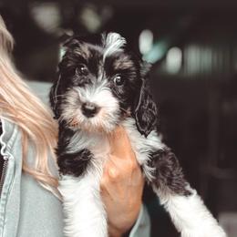 Beach Ball - Tri-color female Bernedoodle puppy in Jackson, Missouri from Pincksten Family Doodles
