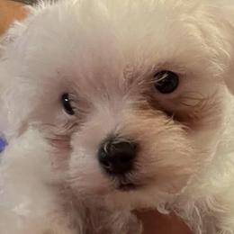 Maltese from Roberts Kennels