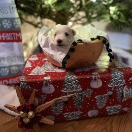 Winter - White female Miniature Schnauzer puppy in Greenville, South Carolina from Synergy Schnauzers