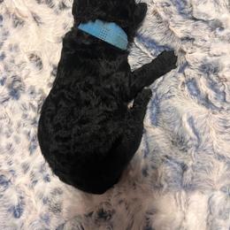 Mr. Light Blue - Black and white male Aussiedoodle puppy in Taylor, Missouri from Pawsitively Doodles