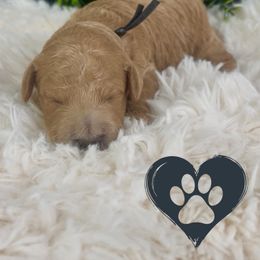 Goldendoodle Puppies from Maryland Designer Doodles