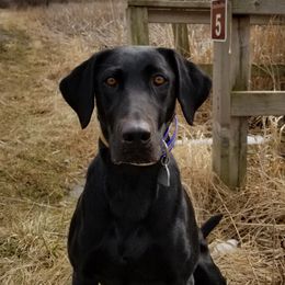 Dallas - Labrador Retriever