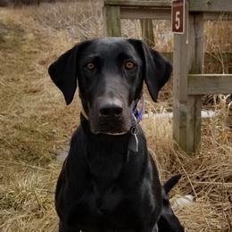 Dallas - Labrador Retriever