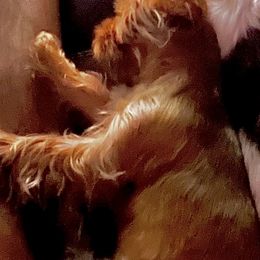 Yorkshire Terrier All Grown Up from Tricia’s Yorkie Puppies