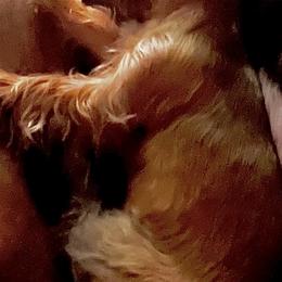 Yorkshire Terrier All Grown Up from Tricia’s Yorkie Puppies
