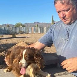 BooBoo - Miniature Australian Shepherd