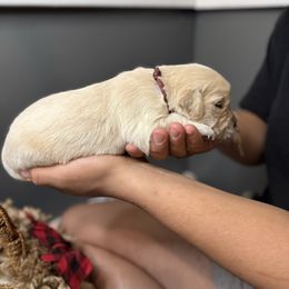 Red Collar - Light golden male Golden Retriever puppy in Stedman, North Carolina from Wise-Taylor Goldens