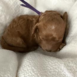Ms Purple - Red female Cavapoo puppy in Nampa,, Idaho from Clig Doodle Days