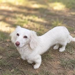 Betty Rose - Dachshund