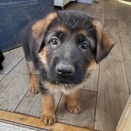 Mr. Denim Blue - Black and red male German Shepherd puppy in Purcellville, Virginia from Starry Night German Shepherd Dogs