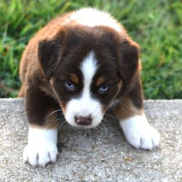 Jamie - Red tri-color female Australian Shepherd puppy in Falcon, Missouri from www.maubachranch.com