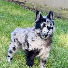 Charm - Black merle male Mudi puppy in Gladewater, Texas from Texas Mudi