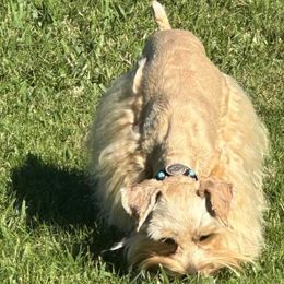 Renegade - Miniature Schnauzer