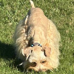 Renegade - Miniature Schnauzer