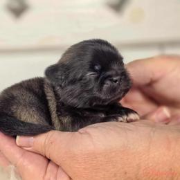 French Bulldog and Pekingese Puppies from SFLK