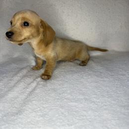 Boy 1 - Red male Dachshund puppy in Stilwell, Oklahoma from Johnson Dachshund’s